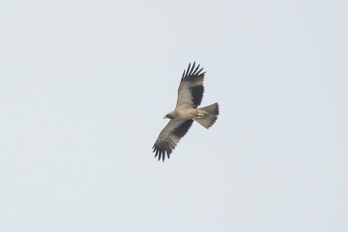 Booted Eagle - H Nambiar