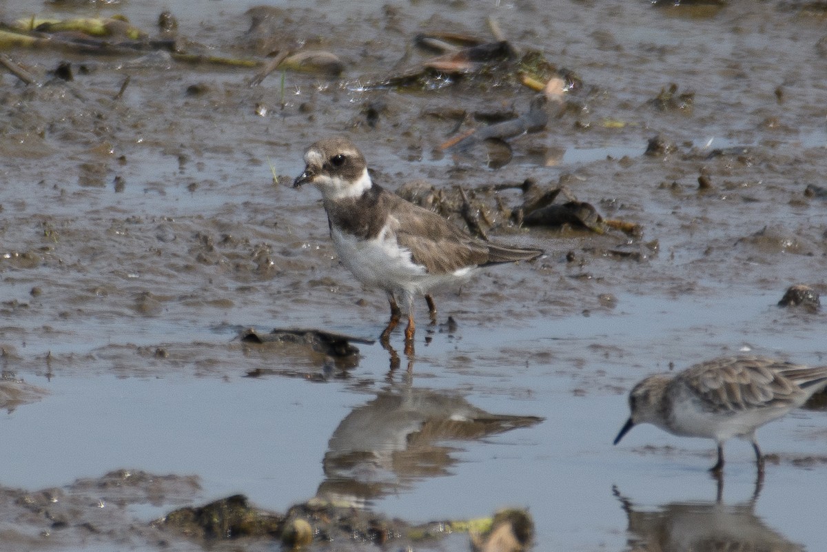 Common Ringed Plover - ML613207752