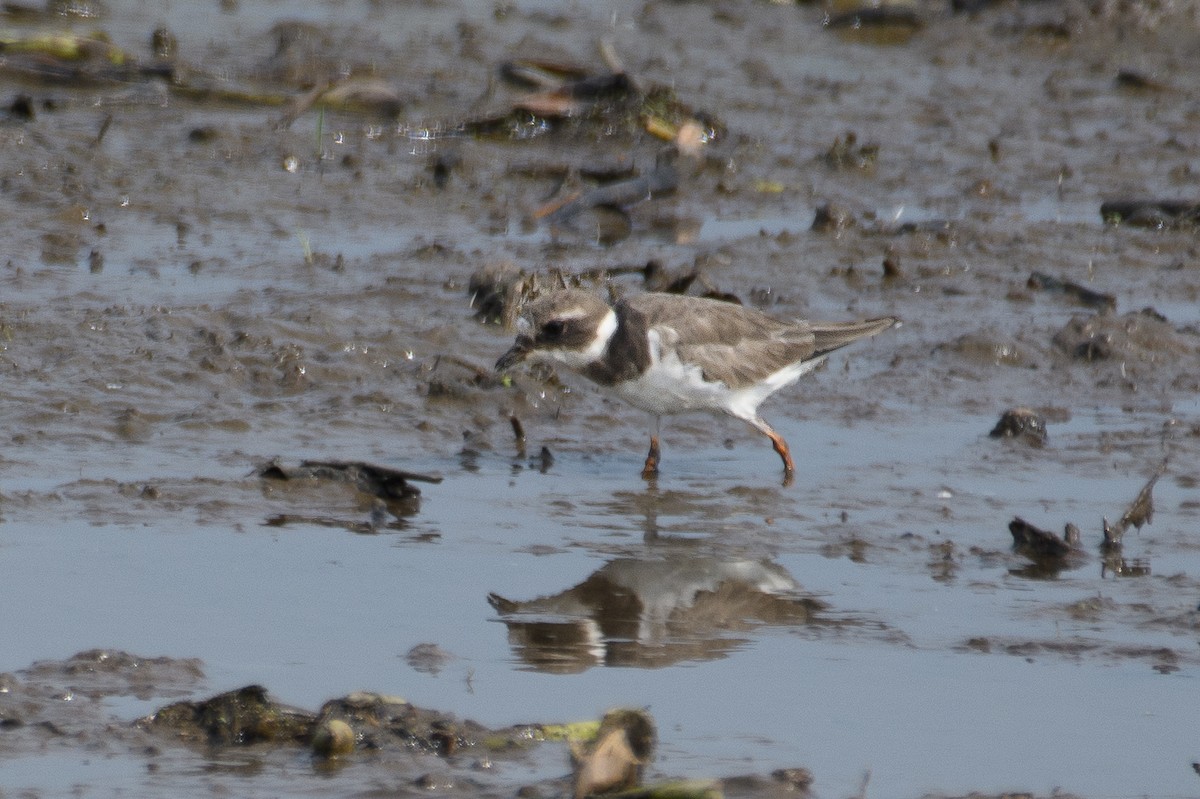 Common Ringed Plover - ML613207753