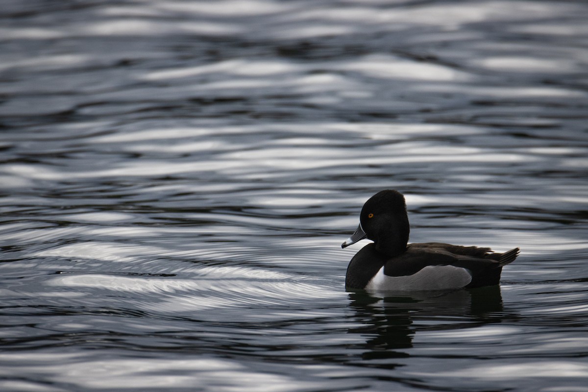 Ring-necked Duck - ML613207914