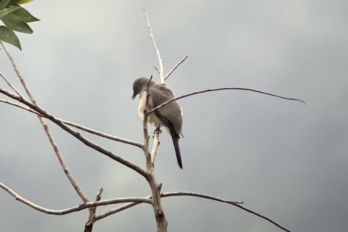 Black-winged Cuckooshrike - ML613208124