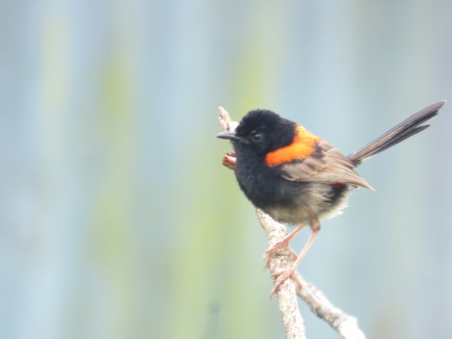 First or Second Alternate Male Red-backed Fairywren (subspecies <em class="SciName notranslate">melanocephalus</em>). - Red-backed Fairywren - 