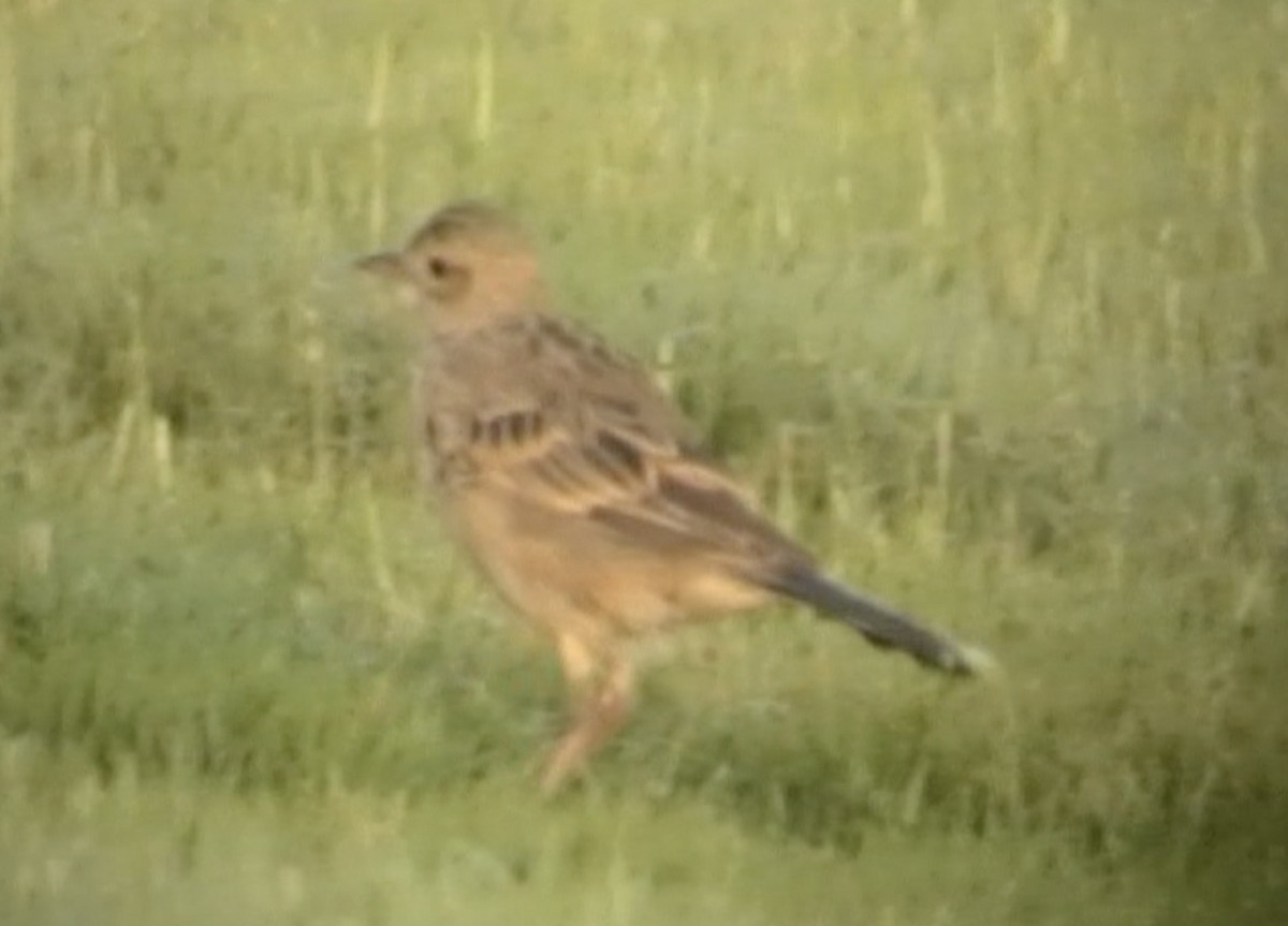 pipit sp. - ML613208421