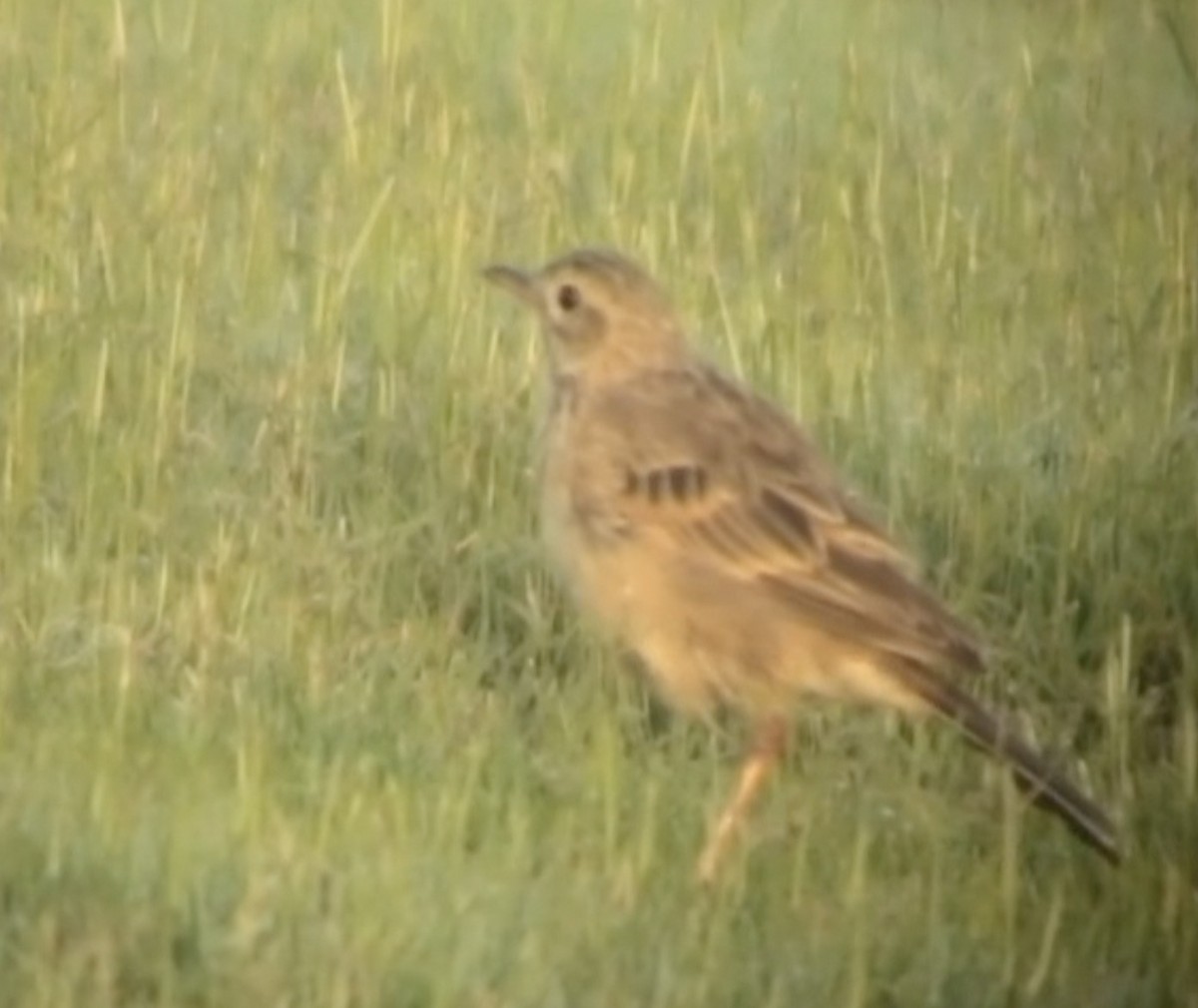 pipit sp. - ML613208422
