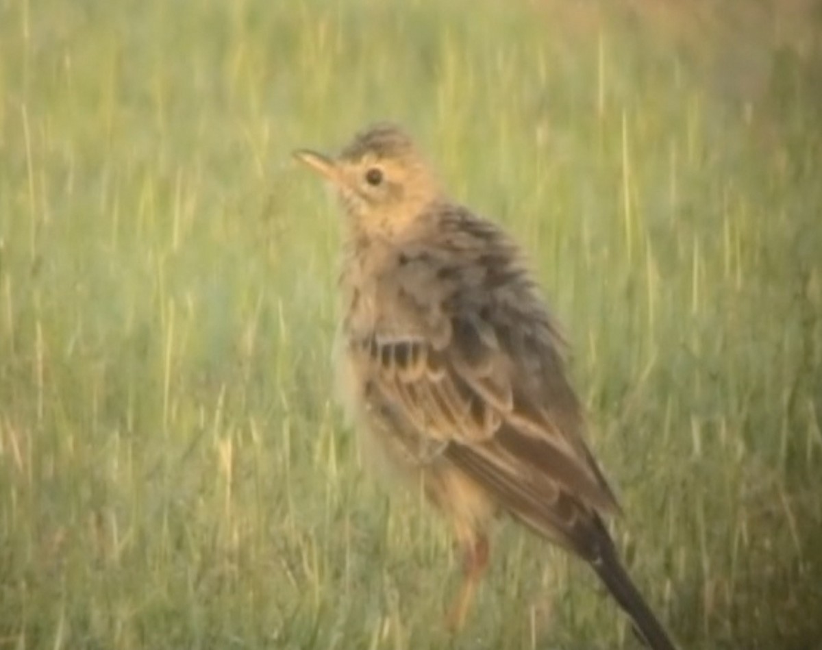 pipit sp. - ML613208423