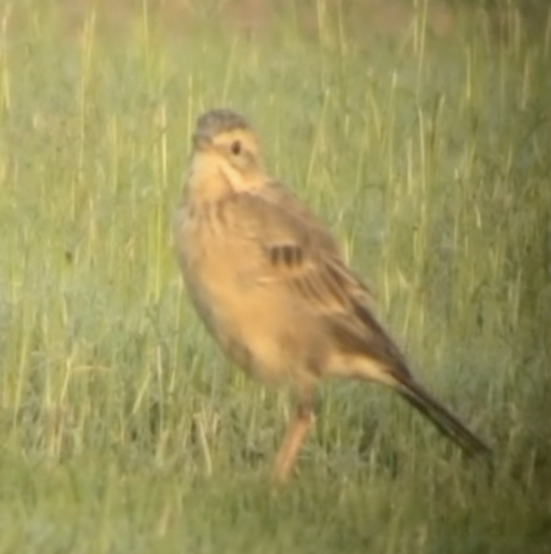 pipit sp. - ML613208424