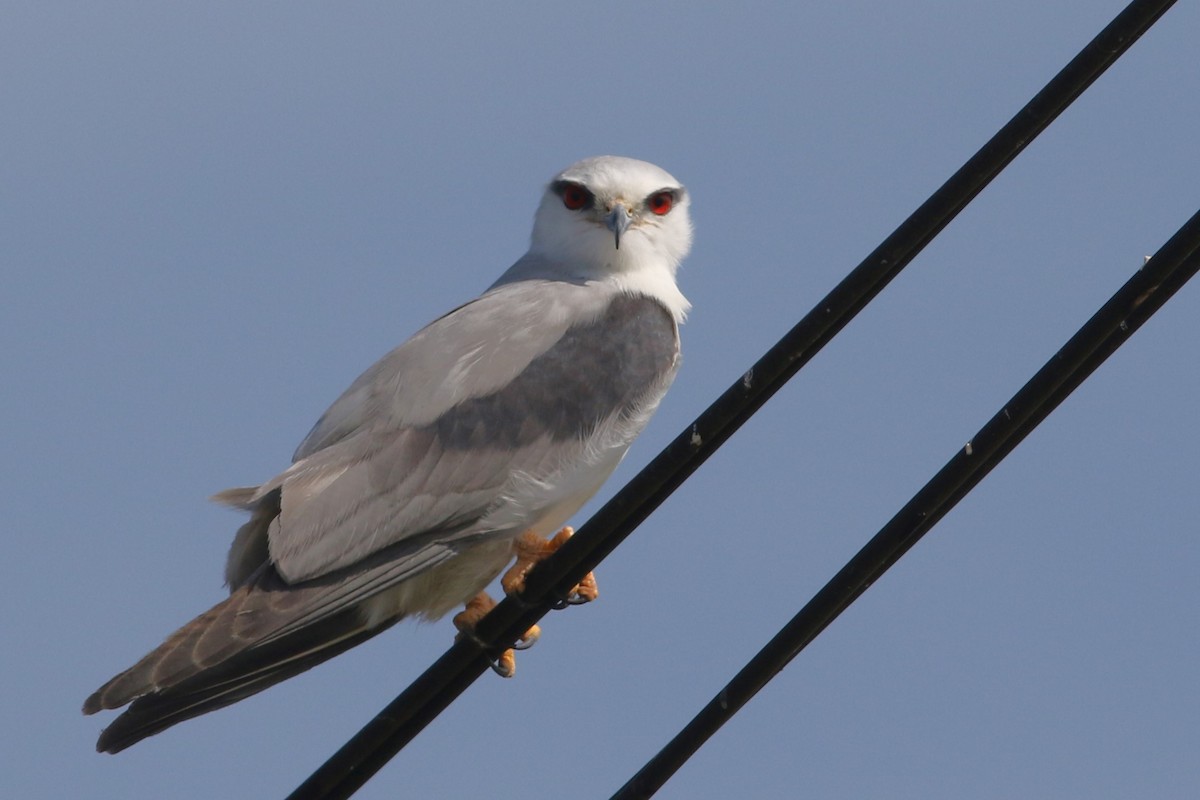 Black-winged Kite at Bueng Boraphet Non-hunting Area (general area) by Benjamin Pap