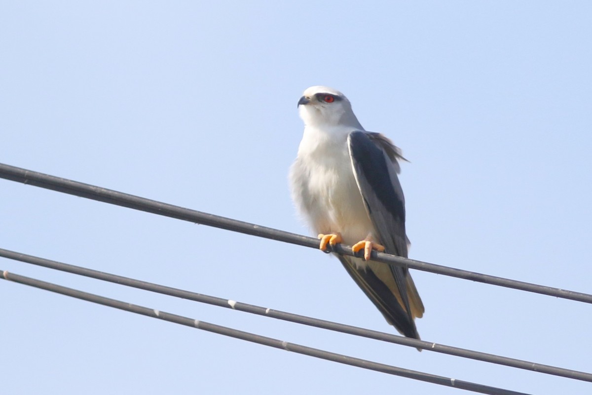 Black-winged Kite at Bueng Boraphet Non-hunting Area (general area) by Benjamin Pap
