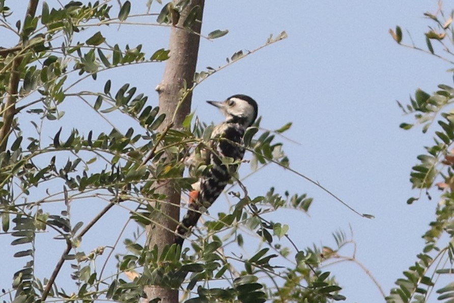 Freckle-breasted Woodpecker at Bueng Boraphet Non-hunting Area--Ban Thung Waen fish ponds (
