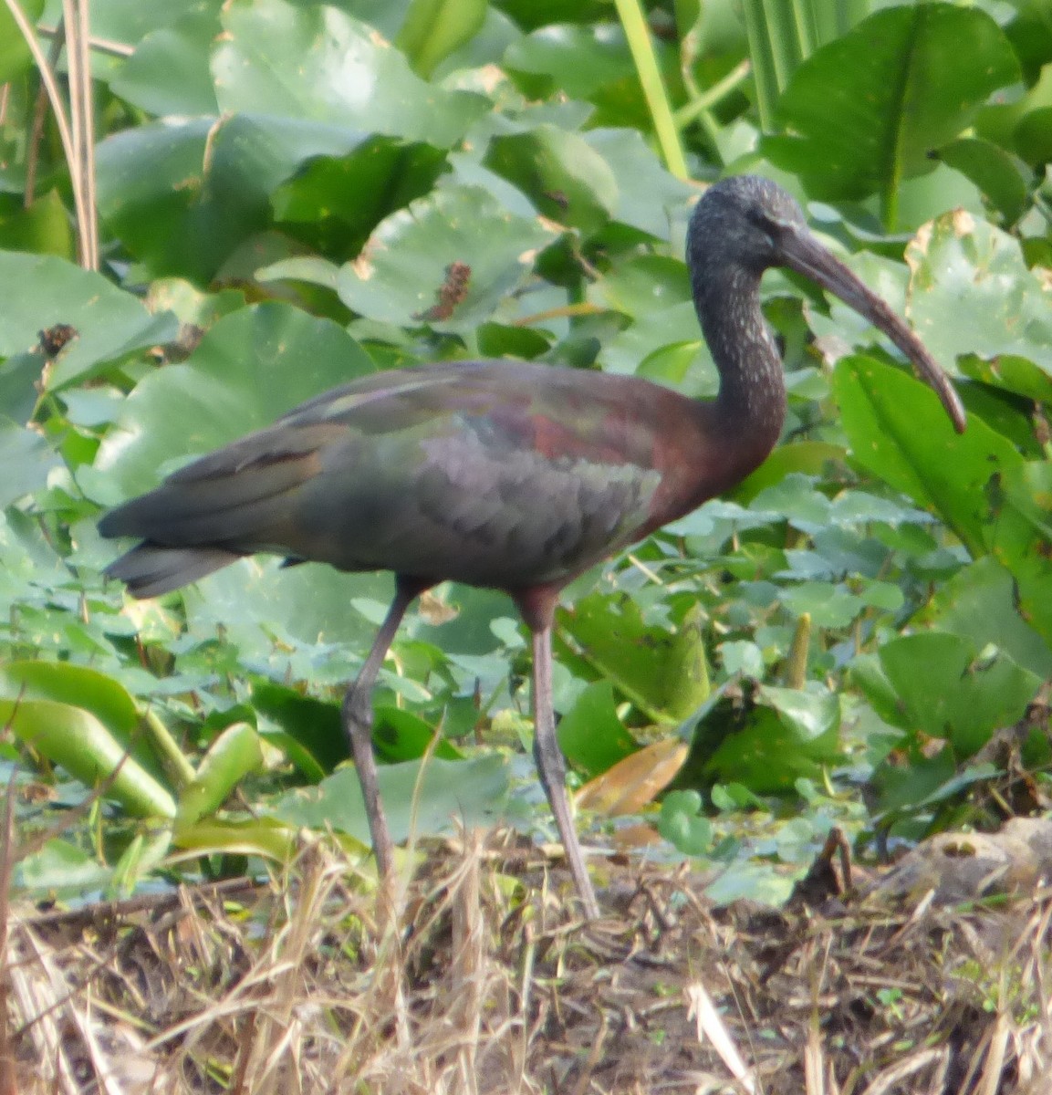 ibis hnědý - ML613208617
