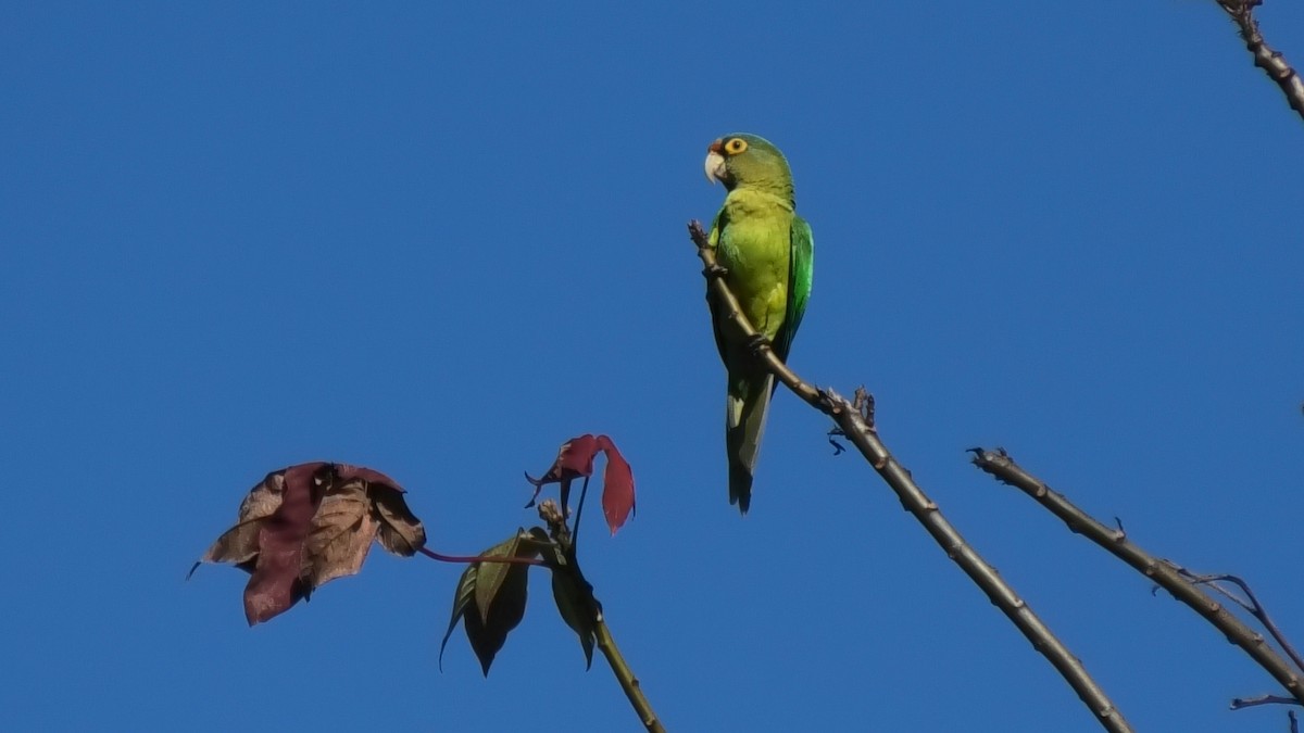 鸚鵡目(parakeet sp.) - ML613208707