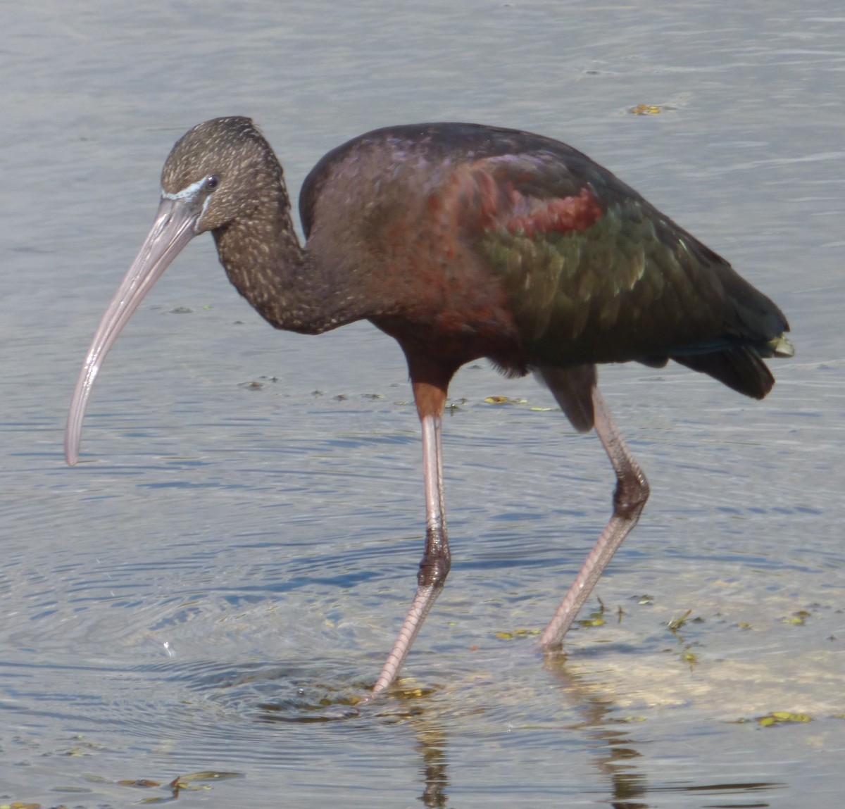 ibis hnědý - ML613208724