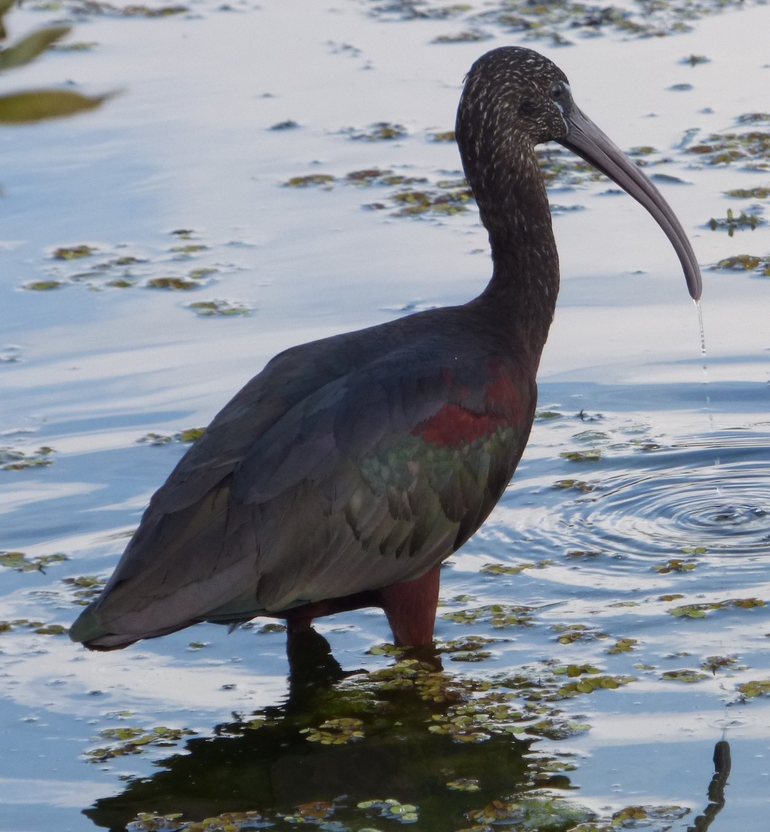 ibis hnědý - ML613208732