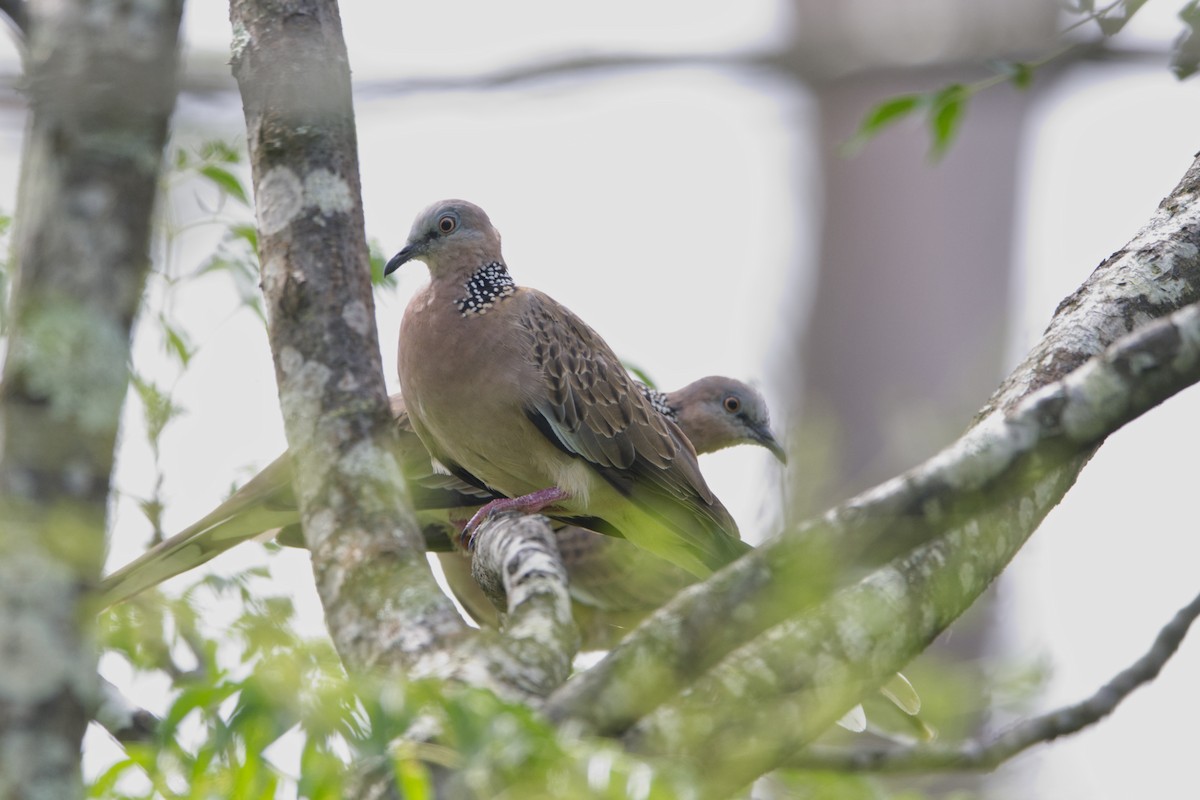 Spotted Dove - ML613208770