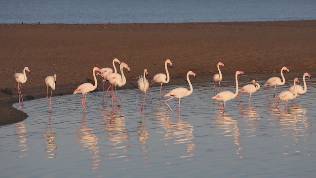 Greater Flamingo - ML613208807