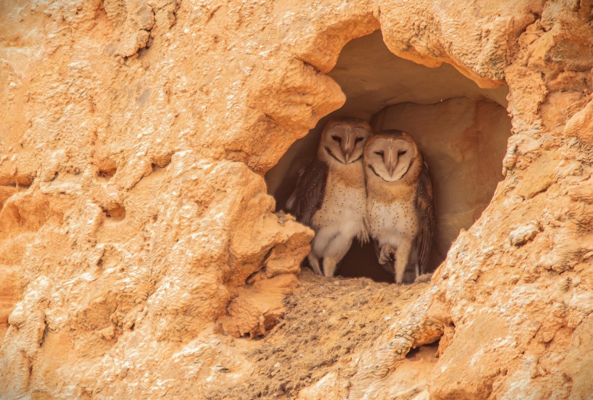 Barn Owl - Retief Williams