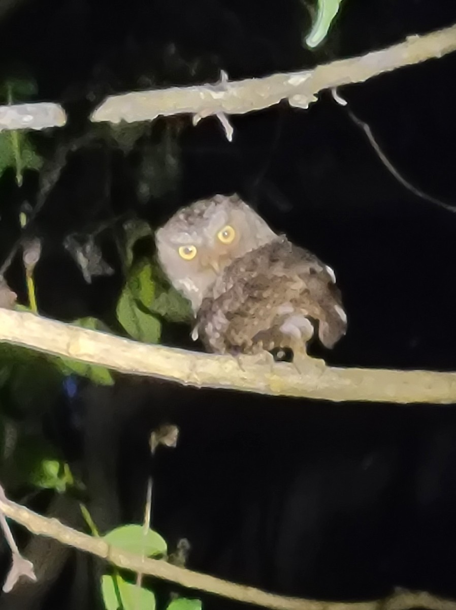 Sulawesi Scops-Owl - ML613208944