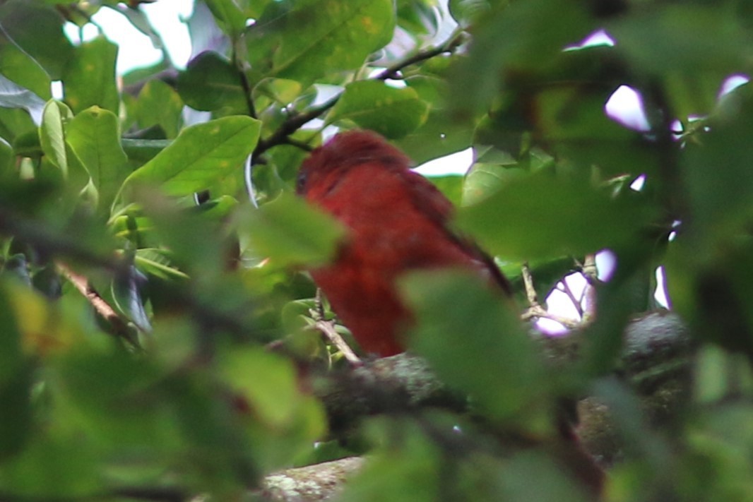 Hepatic Tanager (Highland) - ML613208997