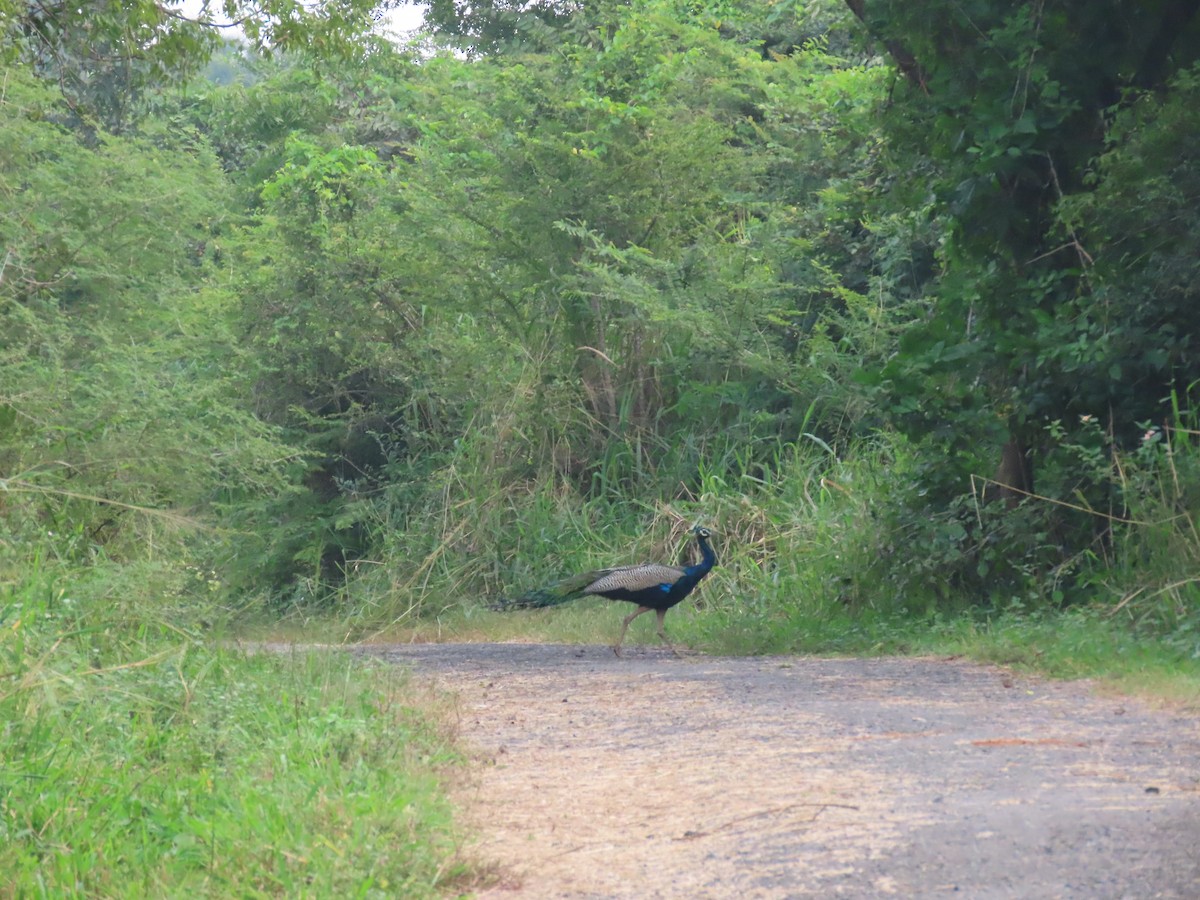 Indian Peafowl - ML613209301