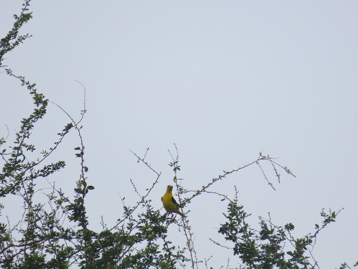 Indian Golden Oriole - ML613209303