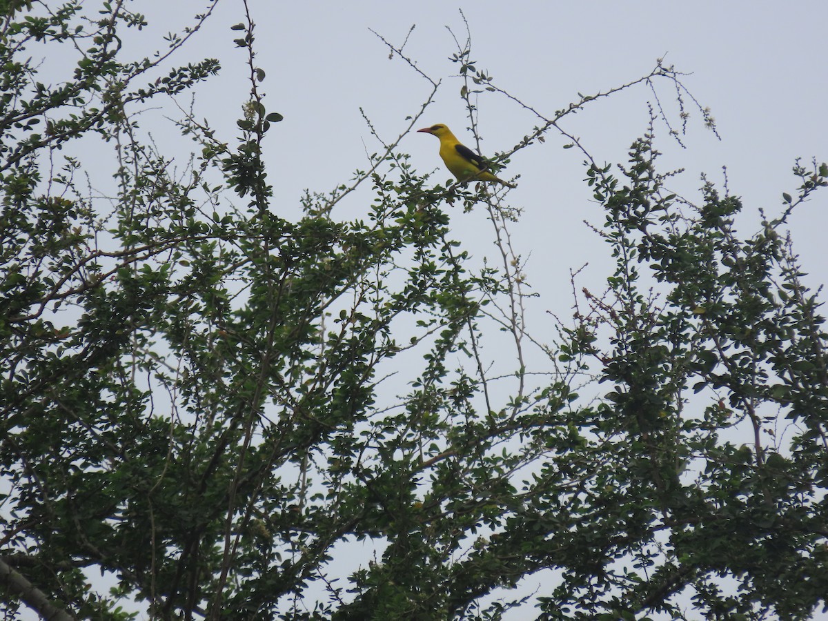 Indian Golden Oriole - ML613209304