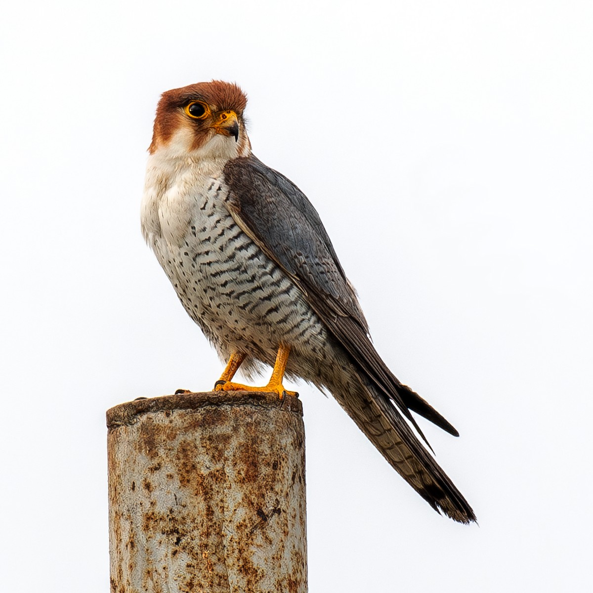 Red-necked Falcon - ML613209640