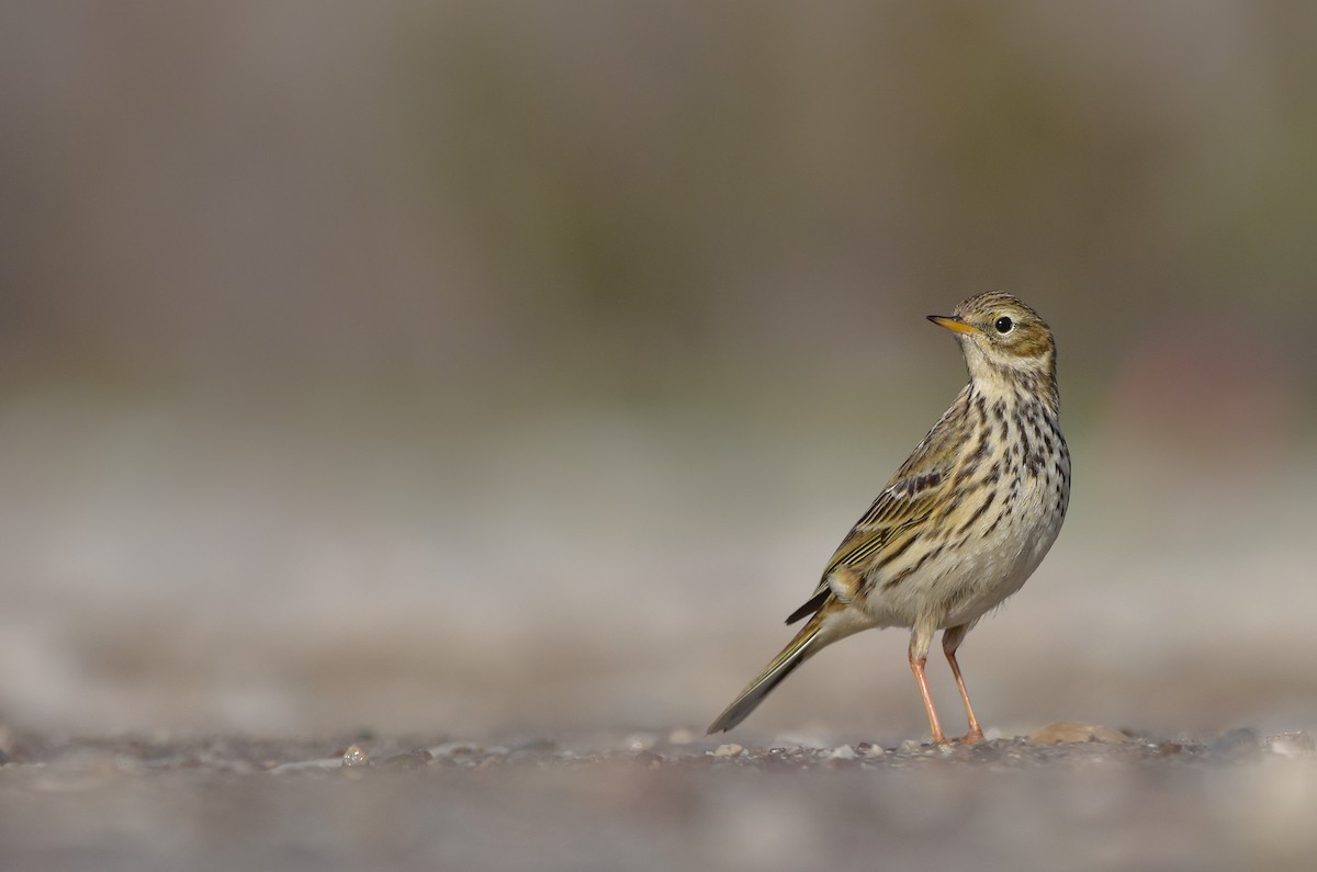 Meadow Pipit - ML613209780
