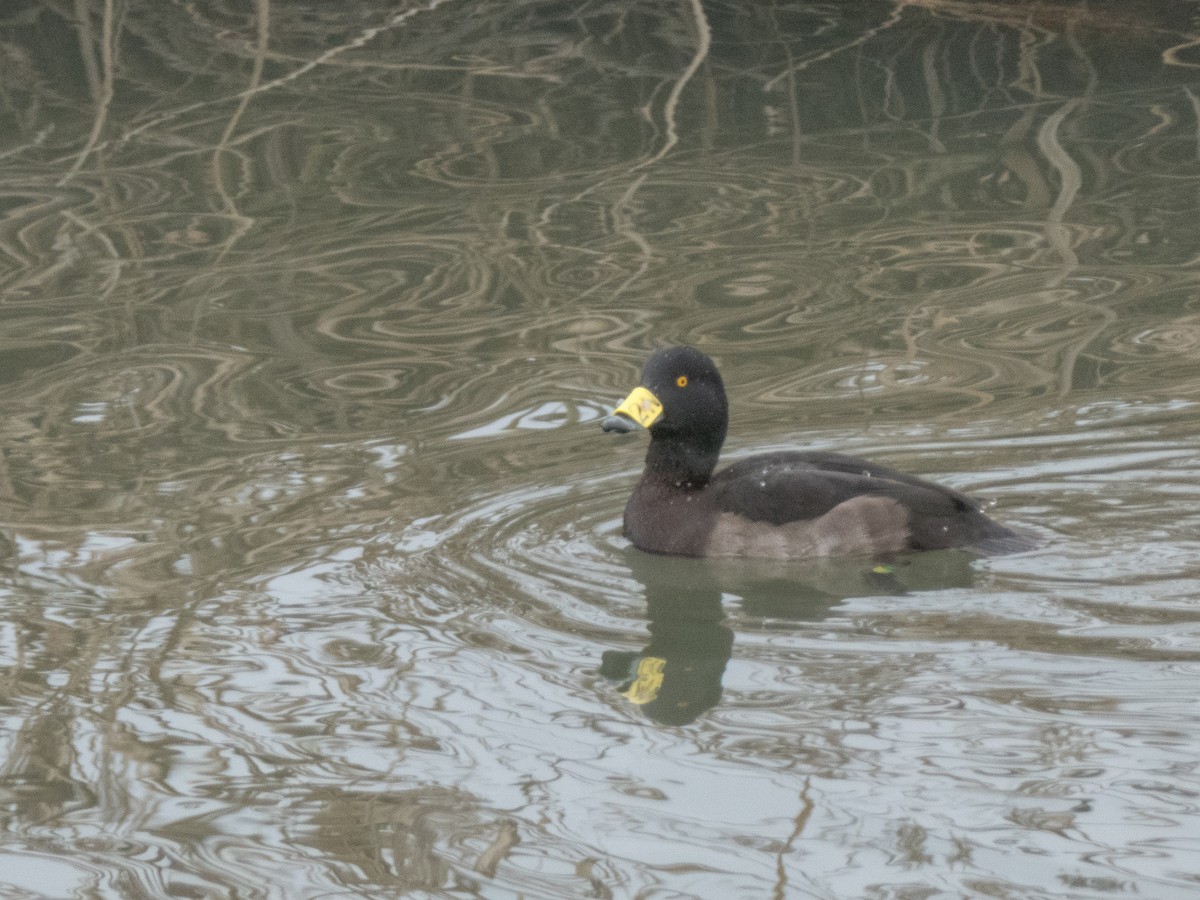 Tufted Duck - ML613209986