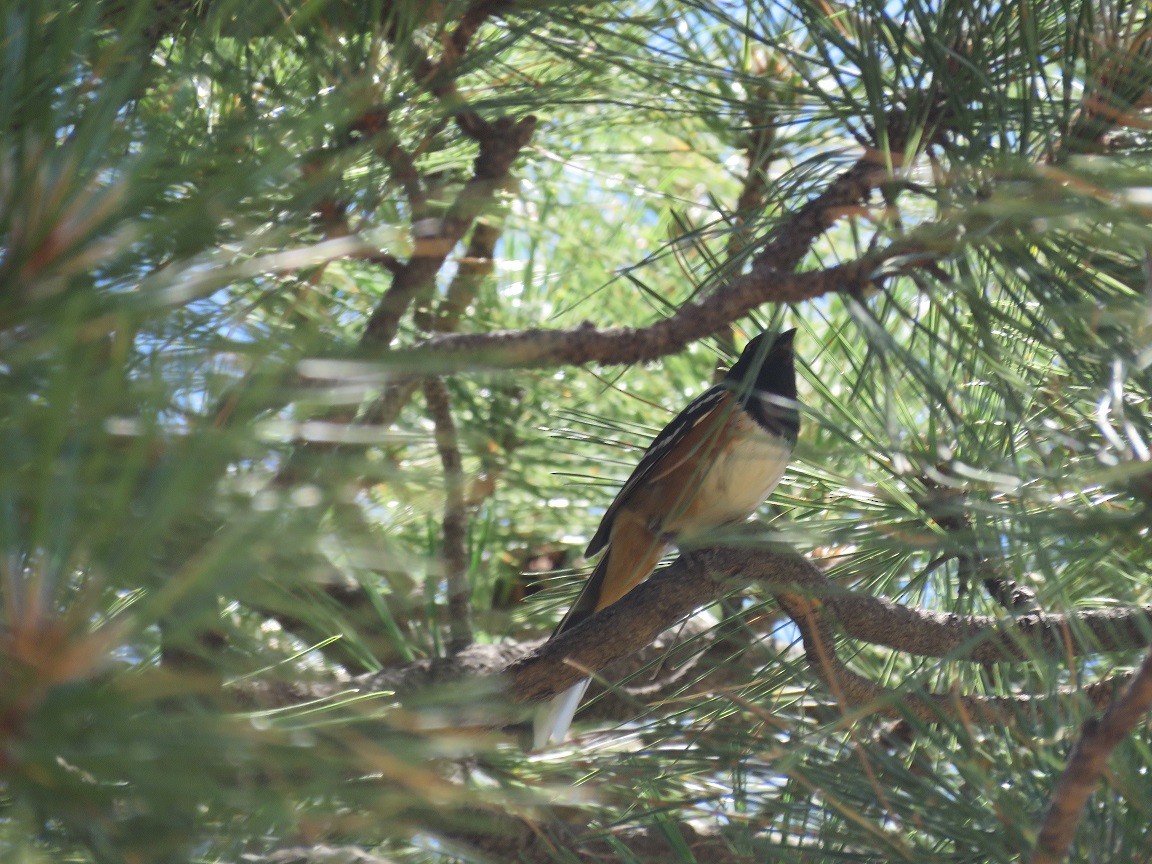 Spotted Towhee - ML61321011