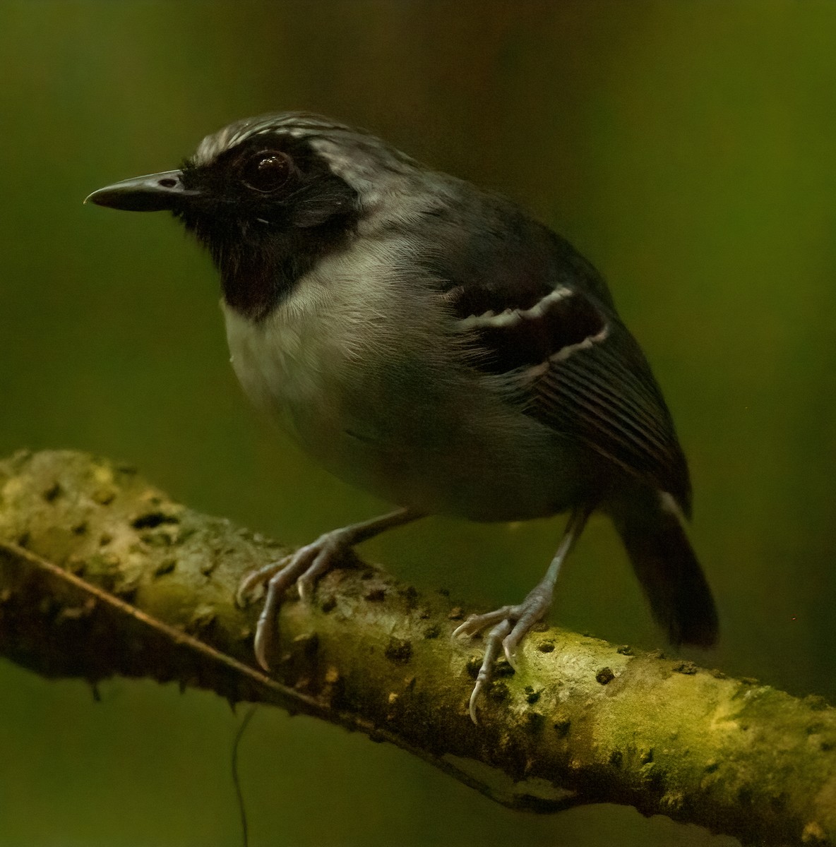 Black-faced Antbird - ML613210341