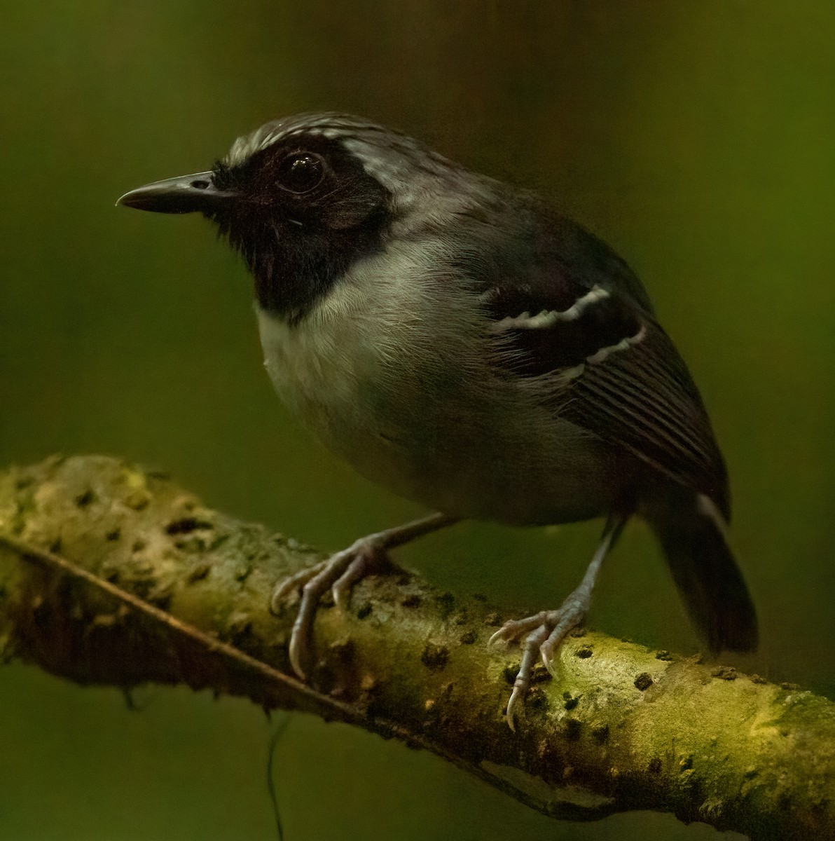 Black-faced Antbird - ML613210361