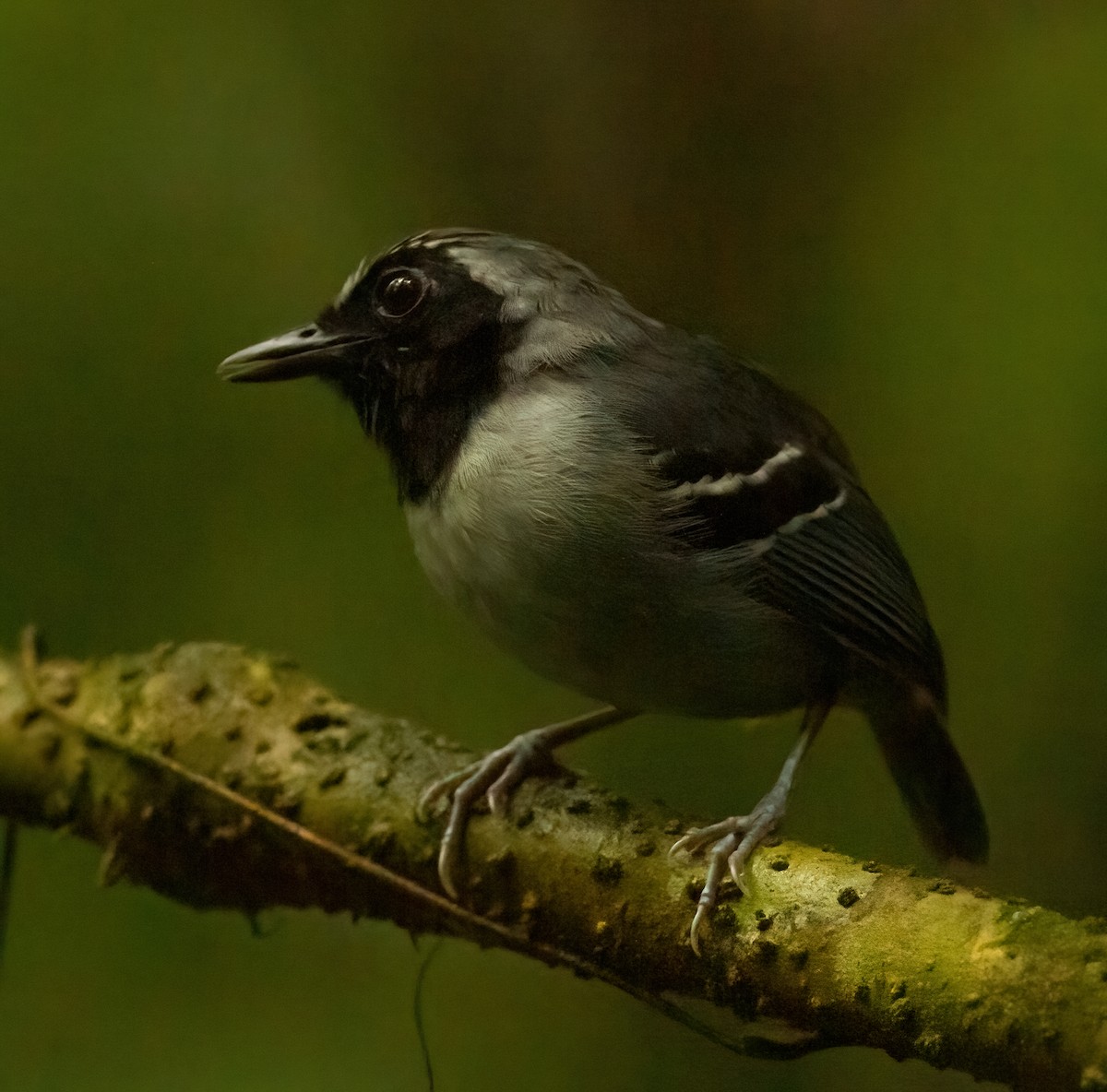 Black-faced Antbird - ML613210414