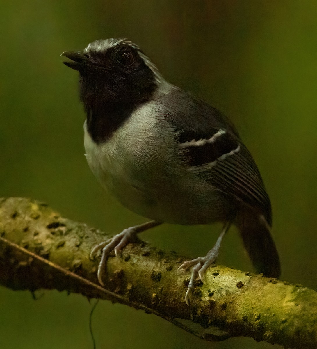 Black-faced Antbird - ML613210454
