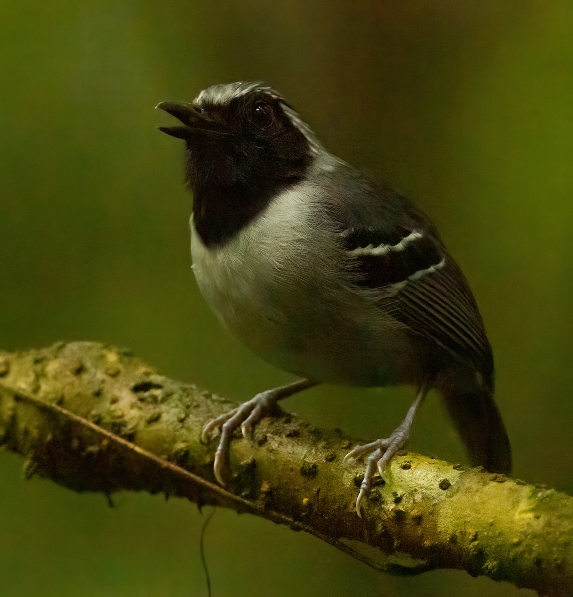 Black-faced Antbird - ML613210491