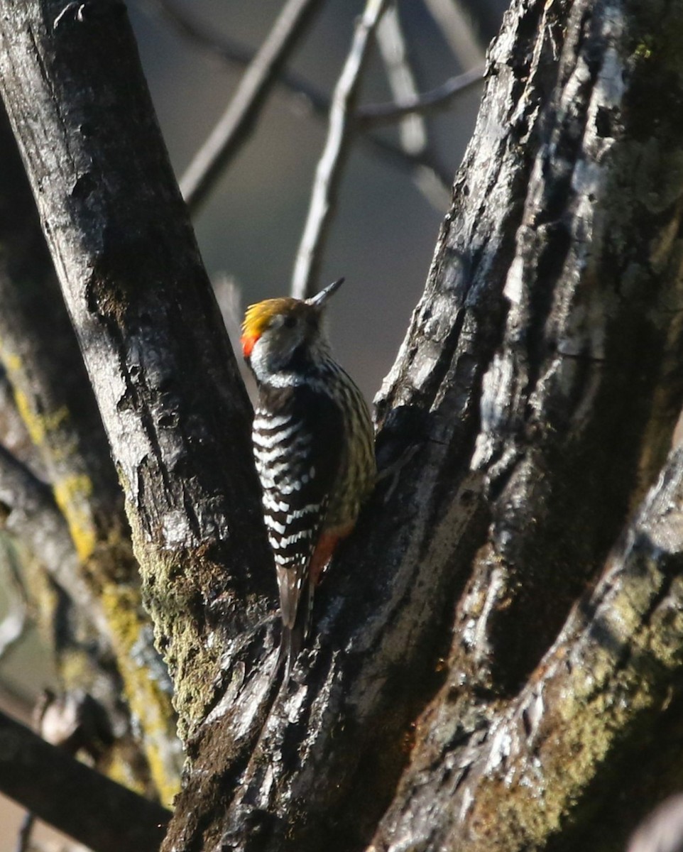 Brown-fronted Woodpecker - Sourav Das