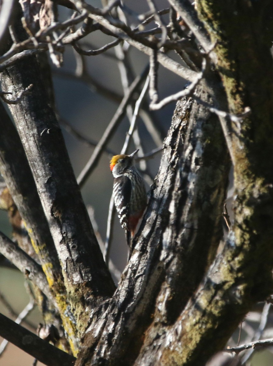 Brown-fronted Woodpecker - ML613210760