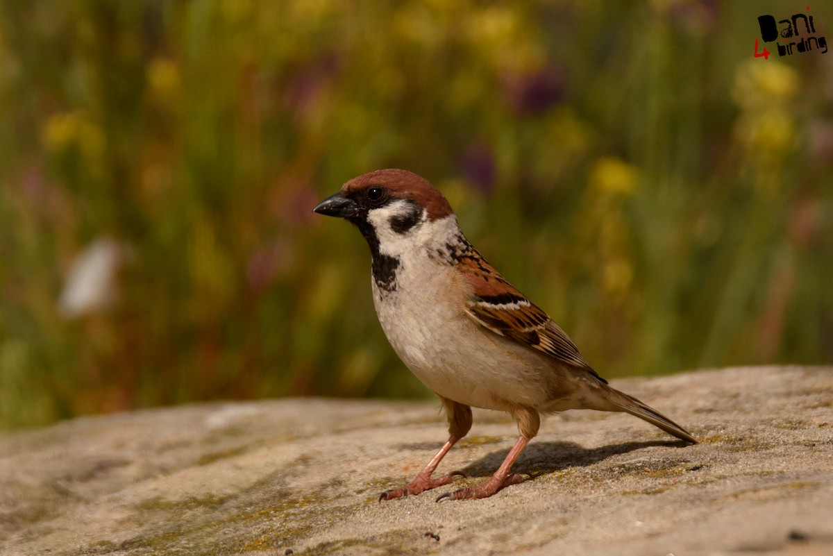 Eurasian Tree Sparrow - ML613210817