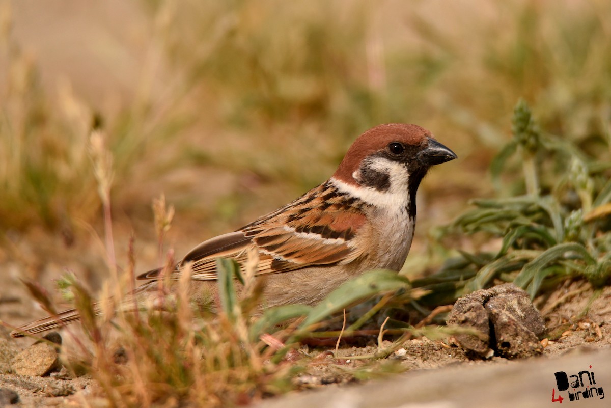 Eurasian Tree Sparrow - ML613210819