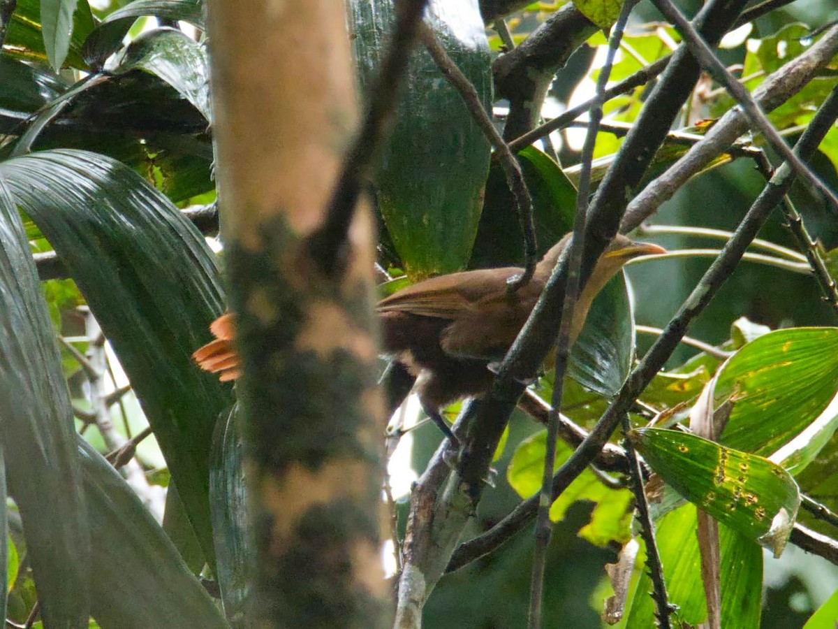 Papuan Babbler - ML613210860