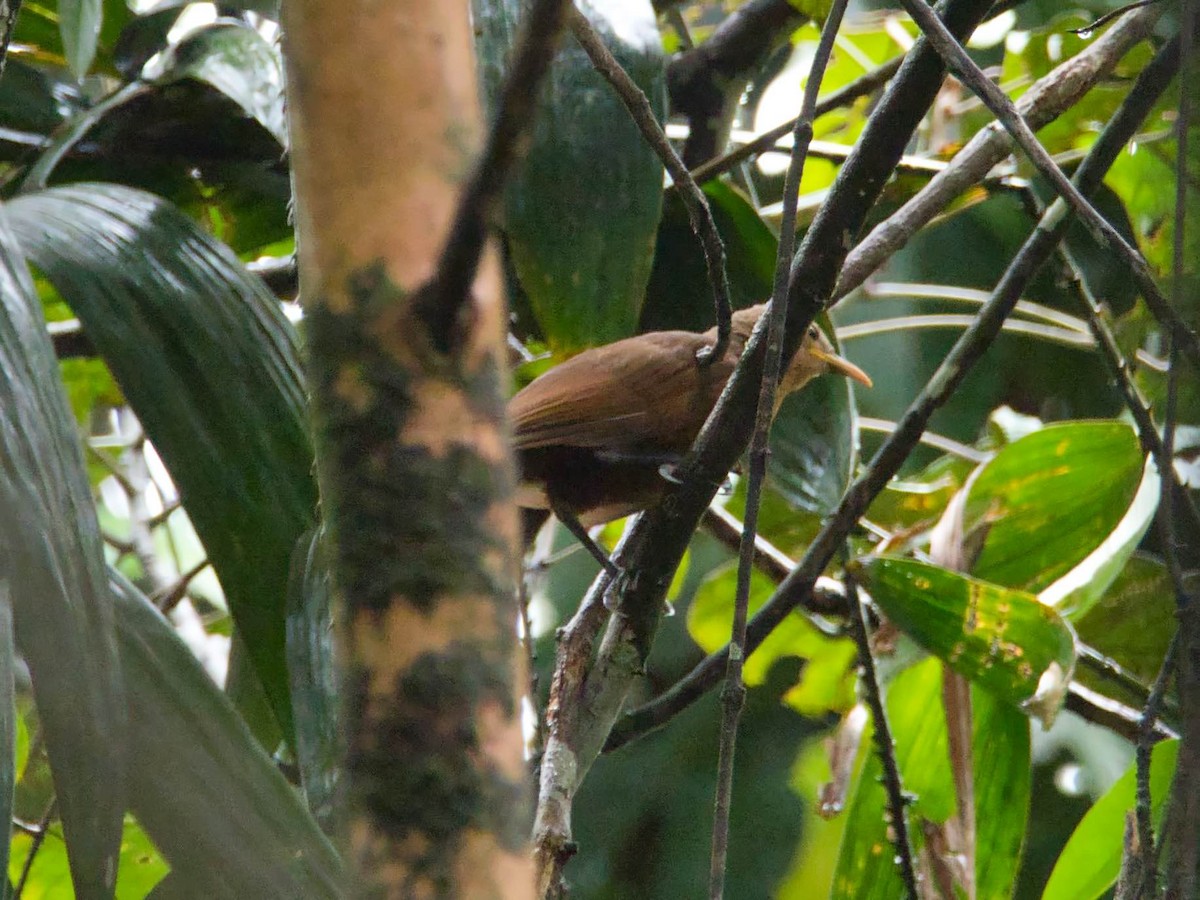 Papuan Babbler - ML613210861