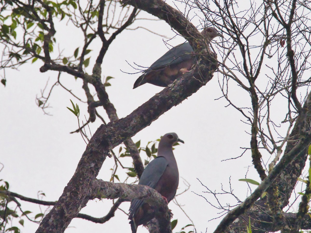 Pinon's Imperial-Pigeon - ML613210869