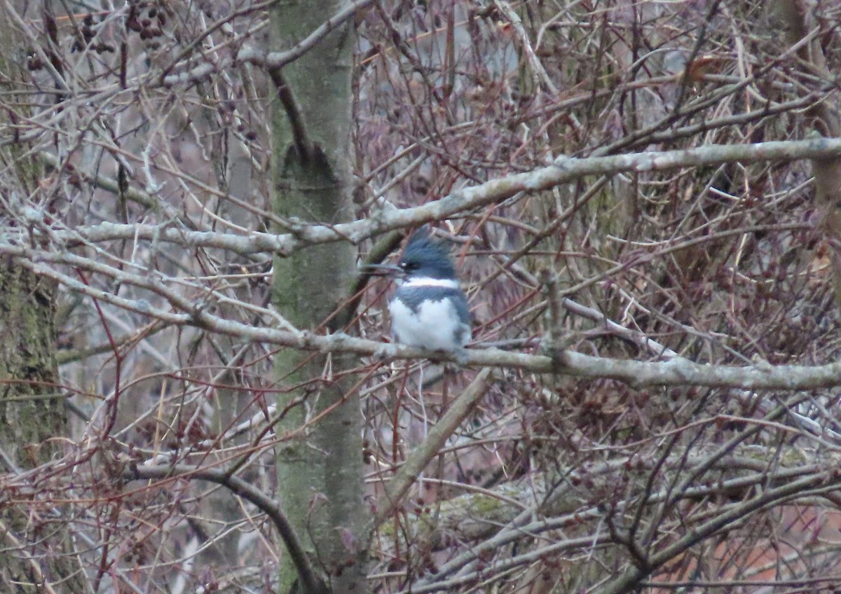 Belted Kingfisher - ML613210950