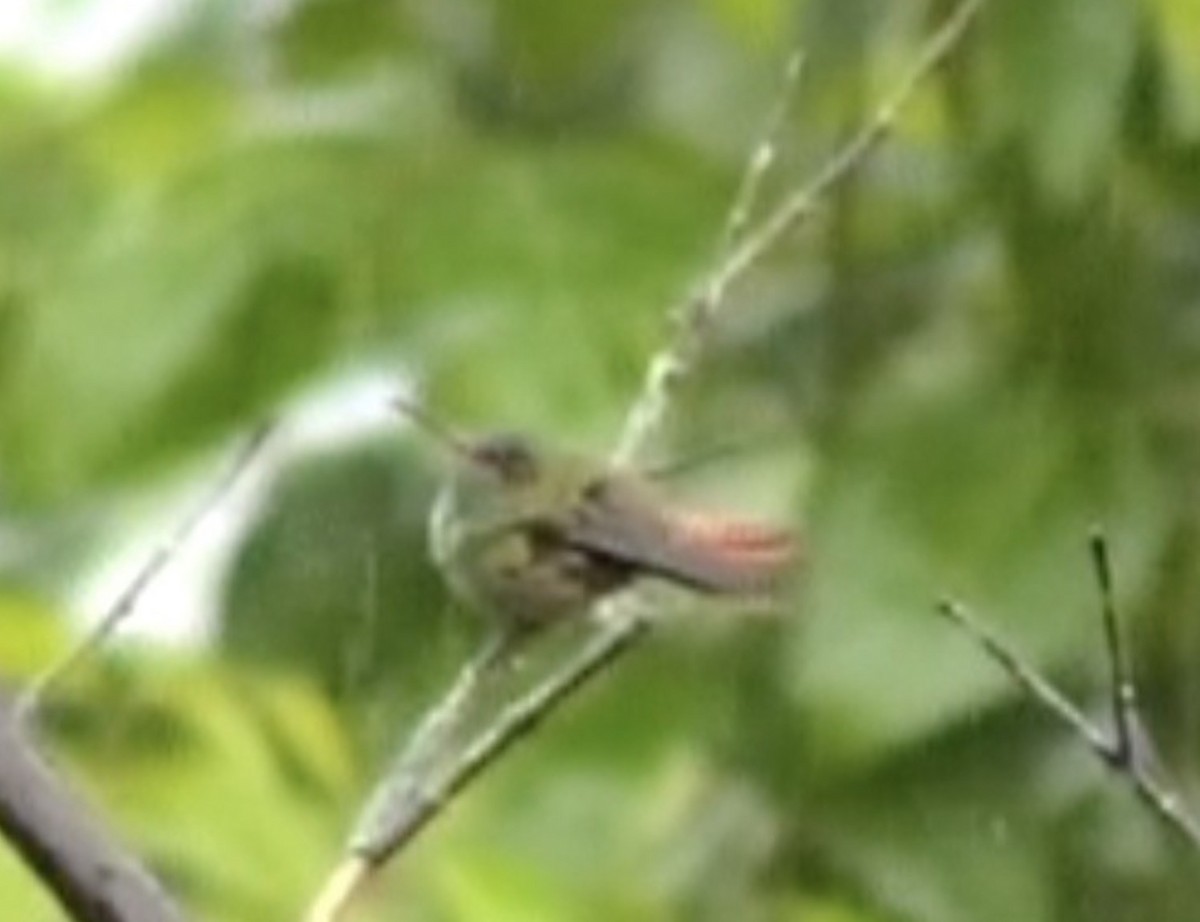 Rufous-tailed Hummingbird - ML613211708