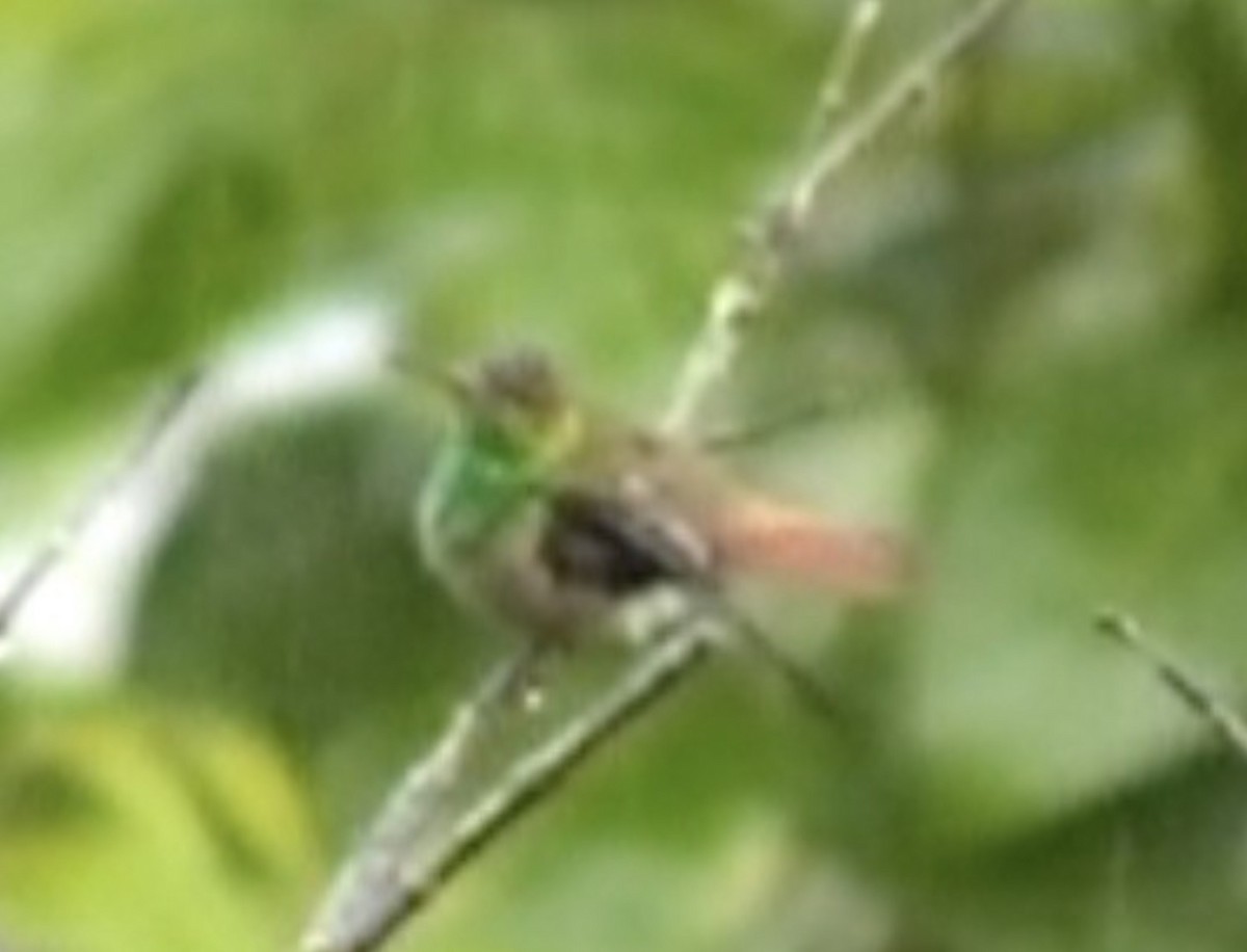 Rufous-tailed Hummingbird - ML613211709