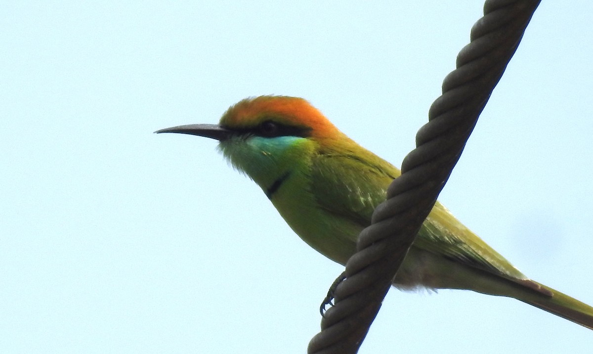 Asian Green Bee-eater - ML613211898