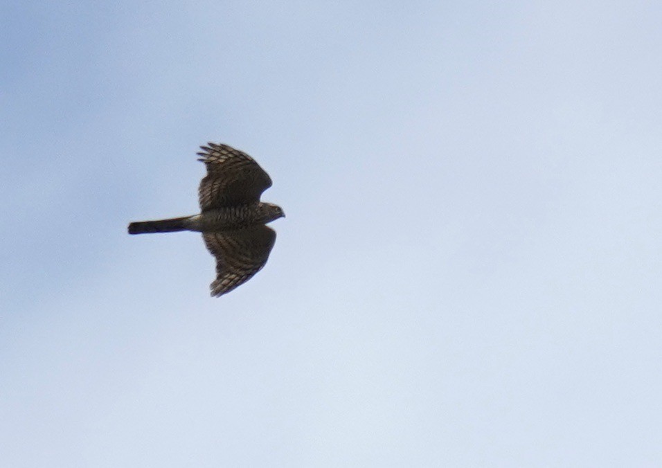 Eurasian Sparrowhawk - ML613211904