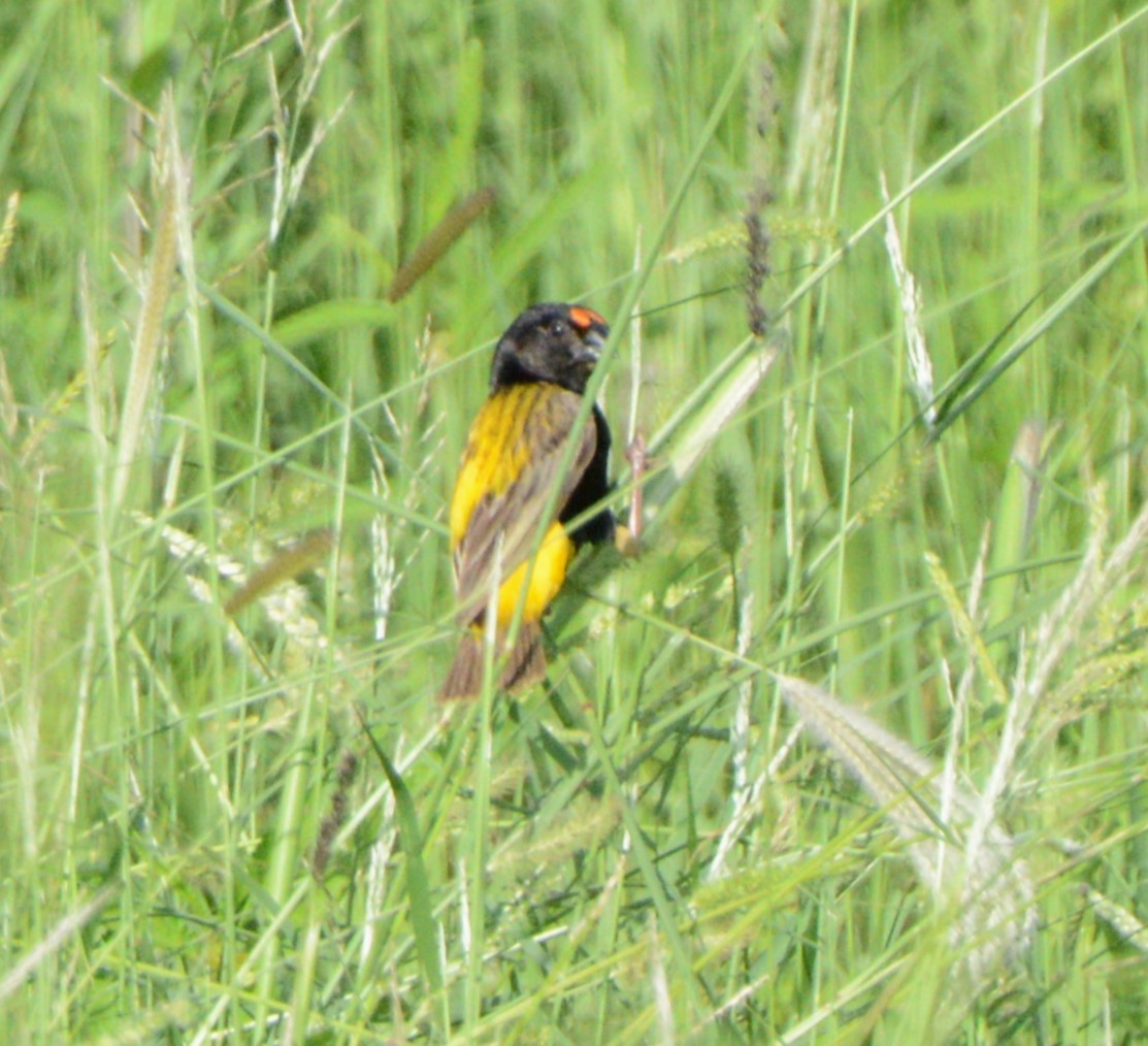 Fire-fronted Bishop - ML613212050