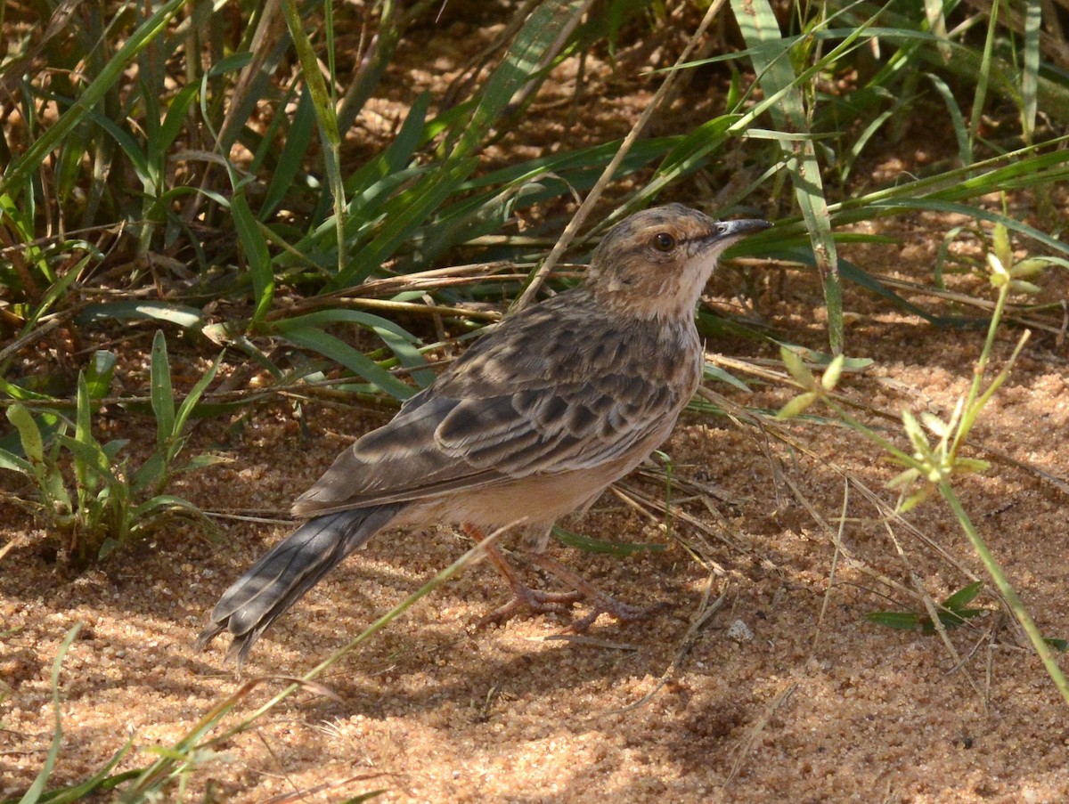 Pink-breasted Lark - ML613212111