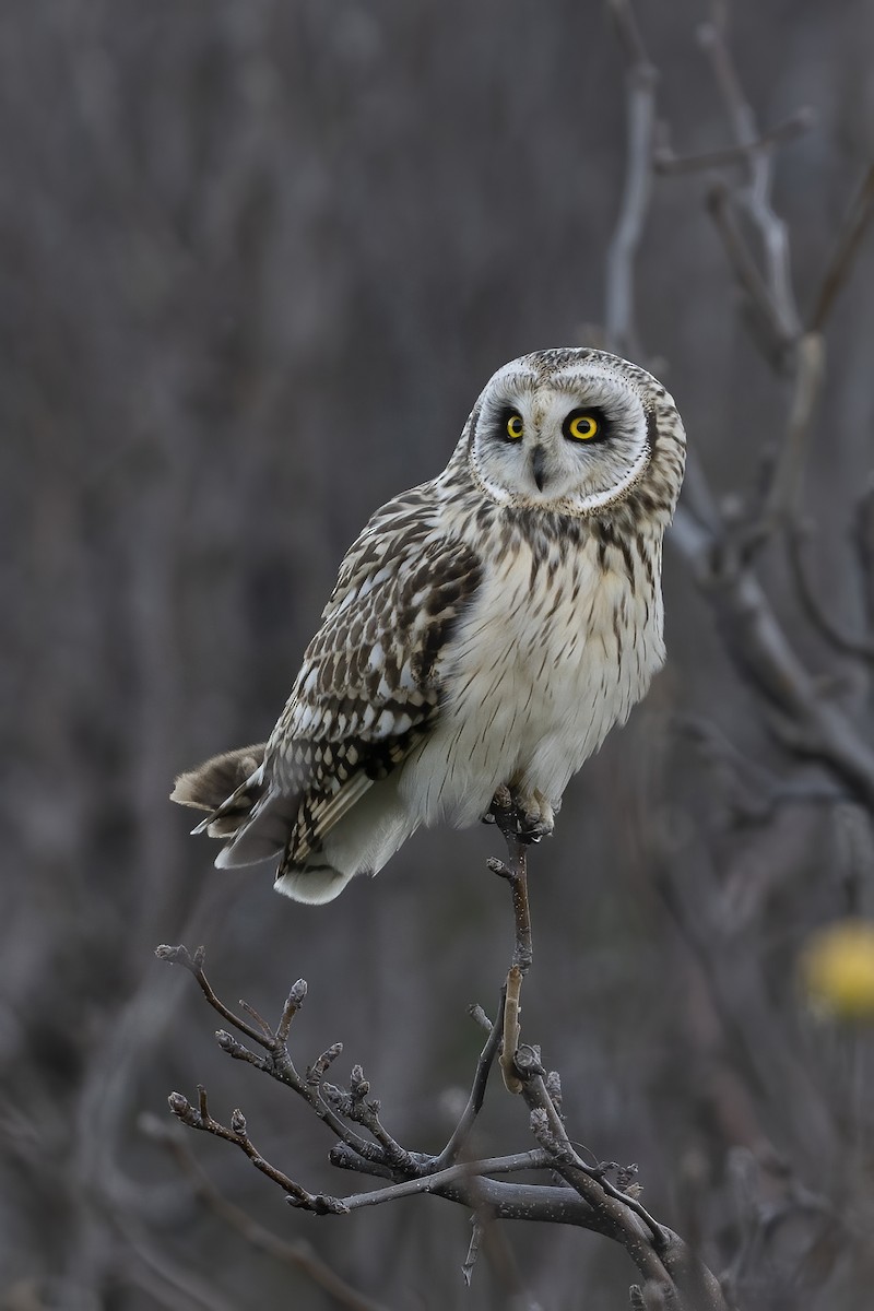 Short-eared Owl - ML613212206