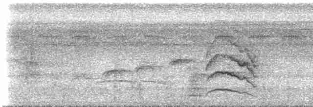 Amazonien-Strichelameisenschlüpfer - ML613212316